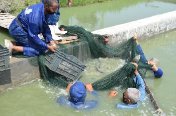 Fish Sample for growth follow in In-Pond Raceway System (IPRS) in WorldFish - Egypt 02_WorldFish. Photo by WorldFish.