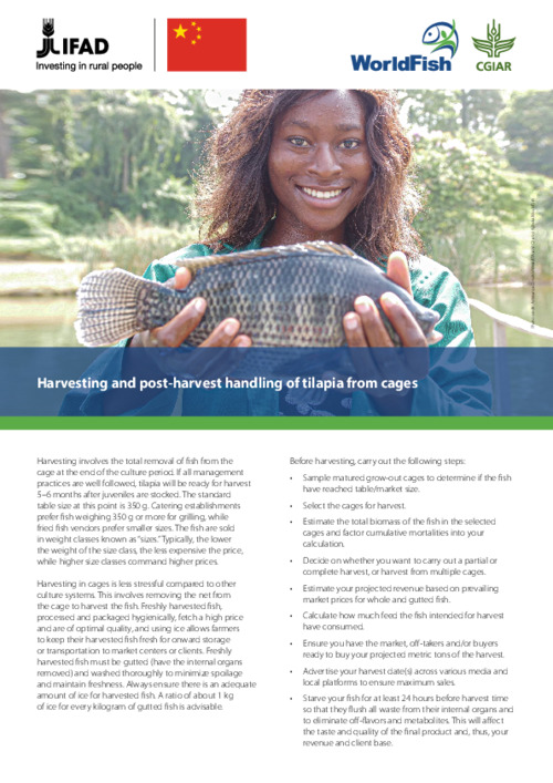 Harvesting and post-harvest handling of tilapia from cage