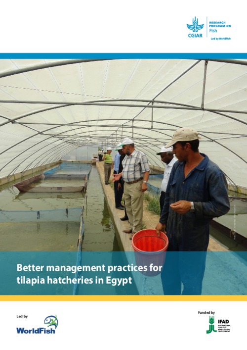 Better management practices for tilapia hatcheries in Egypt