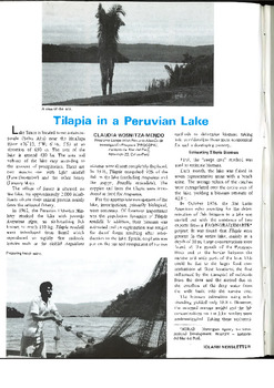 Tilapia in a Peruvian lake