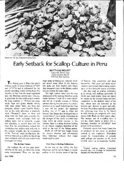 Early setback for scallop culture in Peru