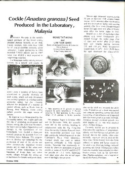 Cockle (Anadara granosa) seed produced in the laboratory, Malaysia