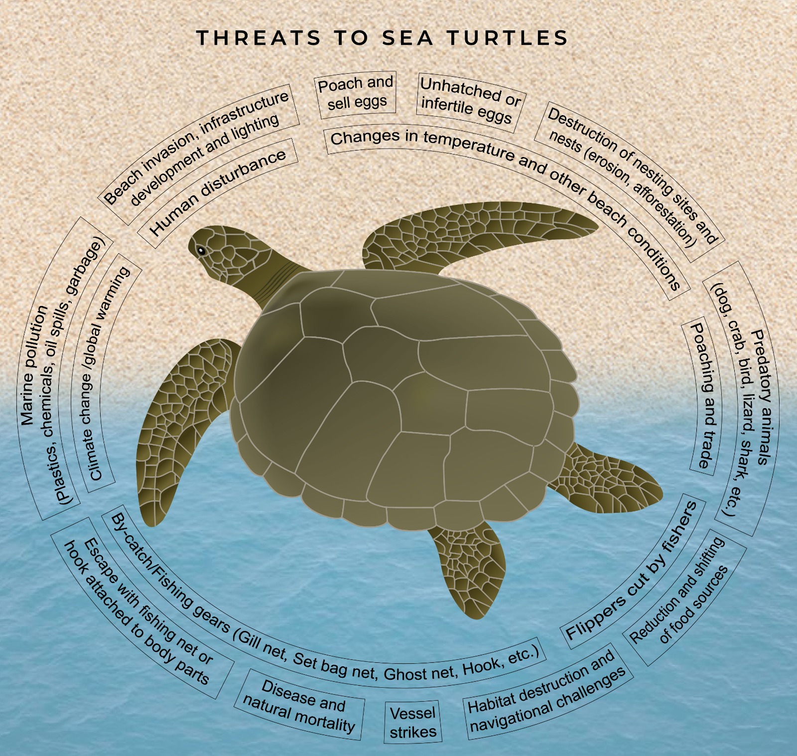 Threats to sea turtles