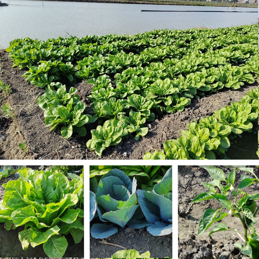 Lettuce, cabbage and pepper planted at the In-pond Raceway System (IPRS), WorldFish facility in Abbassa, Sharqia. Photo: Haytham Abd El Ghaffar, WorldFish Egypt
