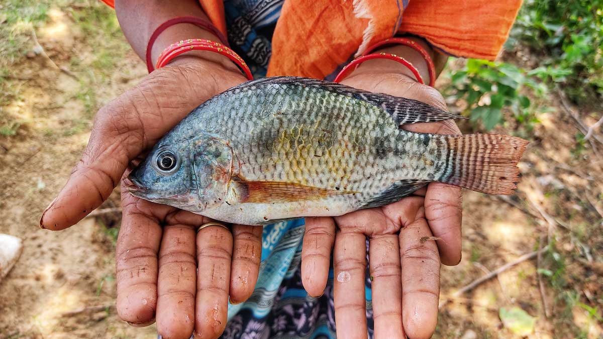 Whole Tilapia - Foodland