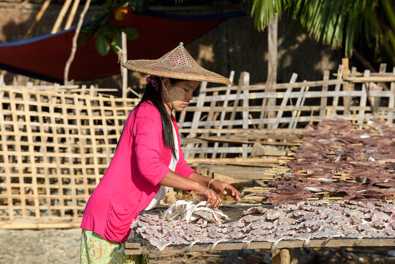 Fish drying on stand, Ngapali beach, Gyeiktaw, Myanmar.