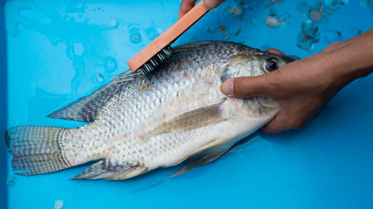 CGIAR on LinkedIn: Key tilapia genome offers boost to global food security