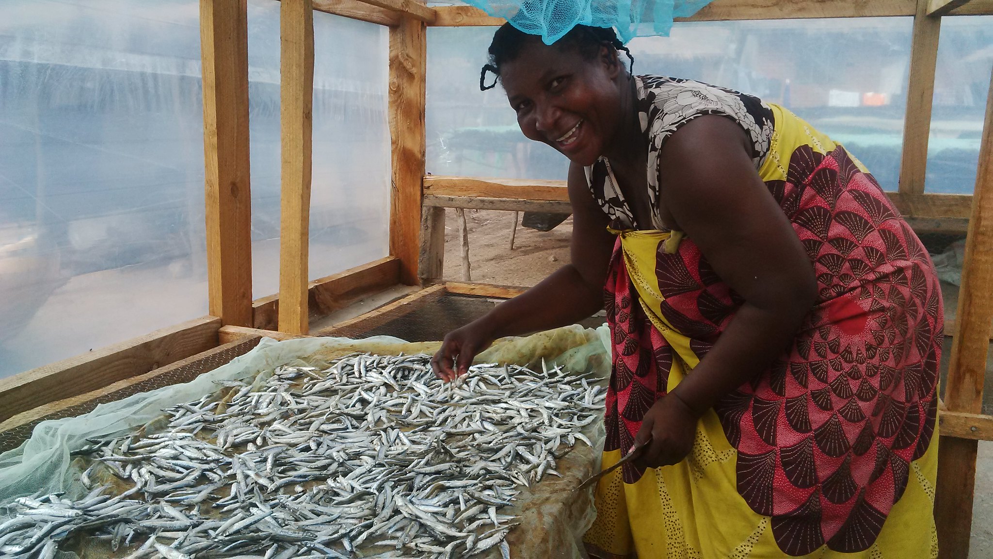 Bitinesi dries her fish in solar tent dryer in Lake Malawi. Photo by Asafu Chijere.