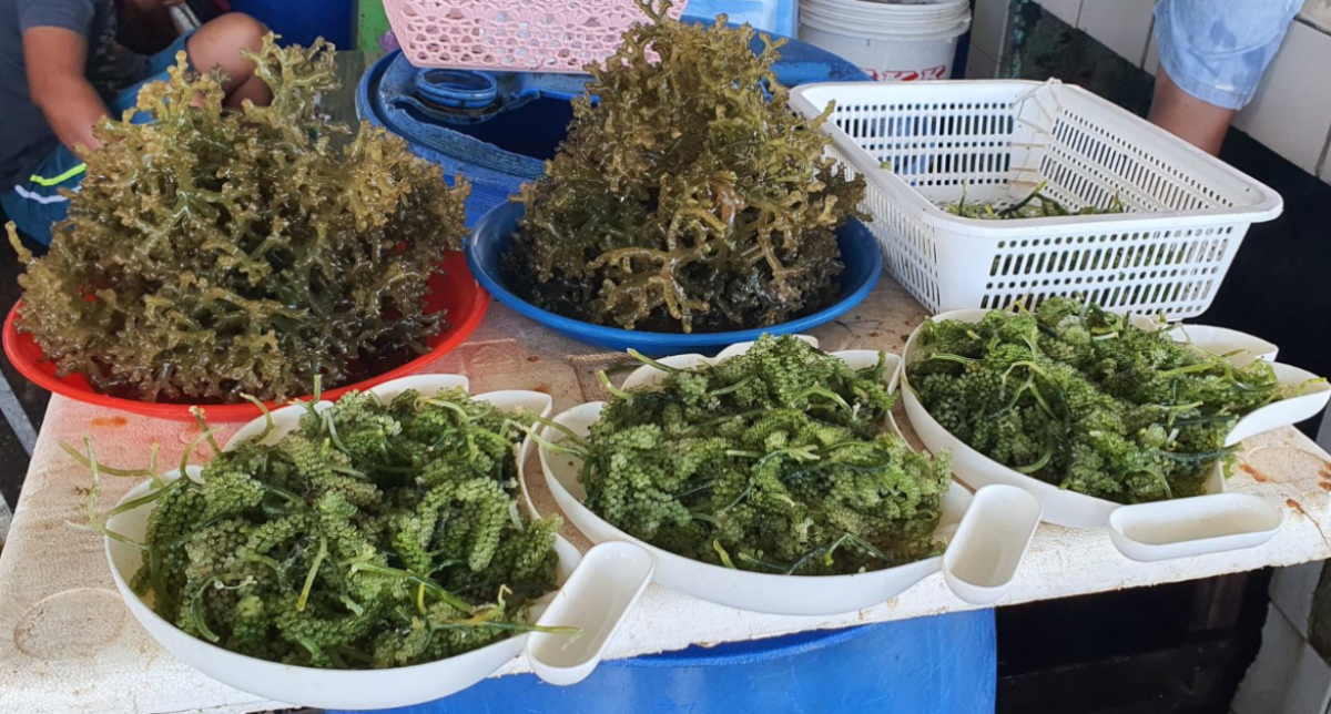 Trays of seaweed sold at the Kota Kinabalu Fish Market in Sabah, Malaysia. Photo by Ben Wismen