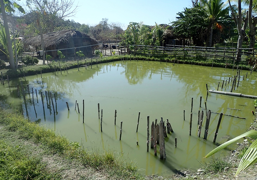 A plankton-rich GIFT pond in Lotan, Bobonaro, Timor-Leste.
