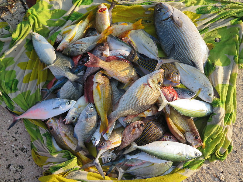timor-leste aquatic food