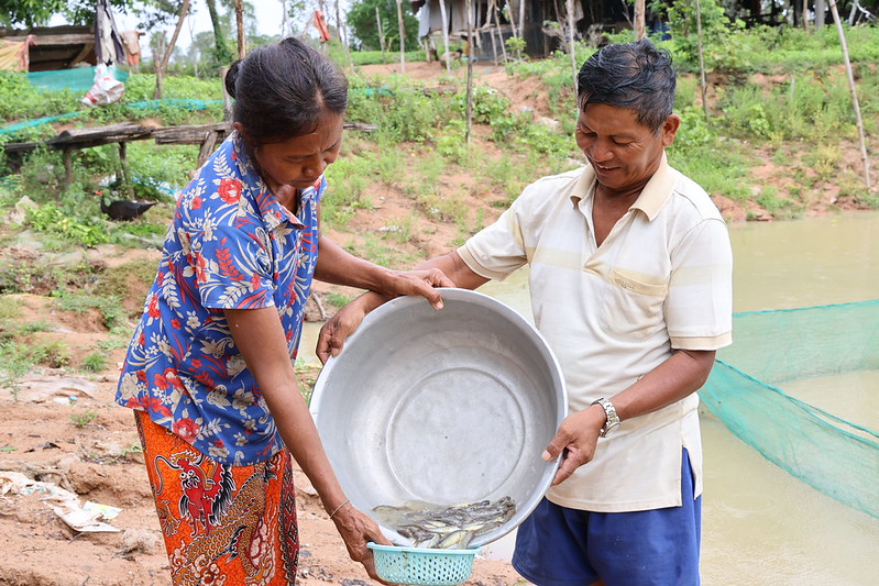 Farmers in Takeo Province check climbing perch fingerlings for integrated rice-fish culture, an approach supported under the Asian Mega Deltas initiative that helps transform seasonal rice fields into year-round sources of food and income. Photo:WorldFish. 