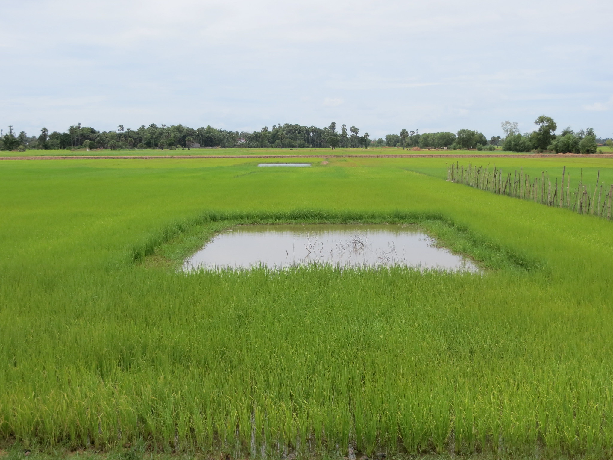 rice field