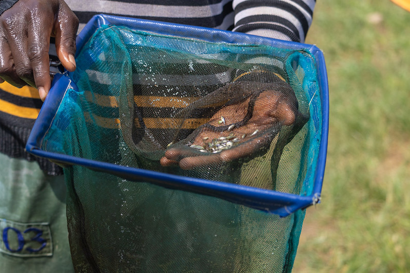 Handling early-stage fish on a farm, where feed decisions begin to shape growth, survival, and overall performance. Photo: WorldFish.