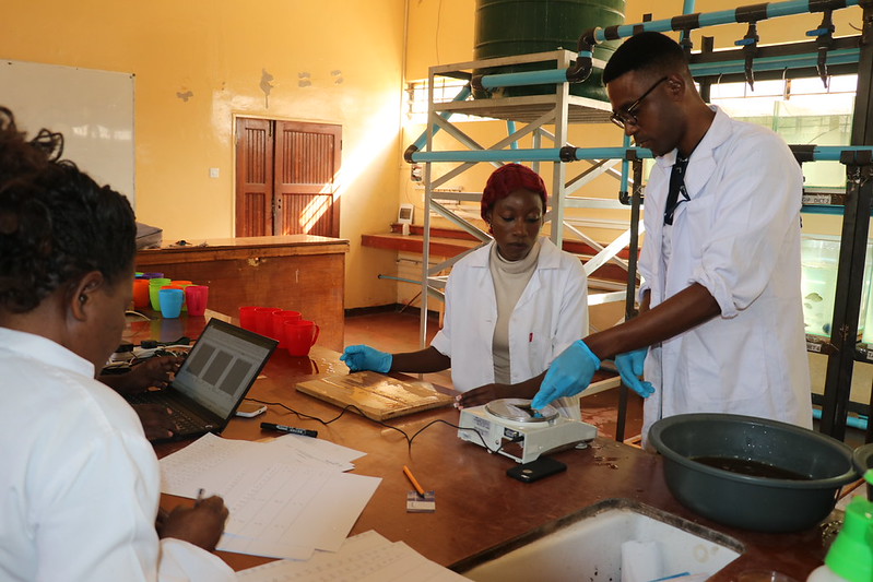 Fish experiments at the FASA wet lab, NRDC Zambia, generating the feed and nutrient data now being translated into a scalable digital formulation tool. Photo: Agness Chileya, WorldFish.