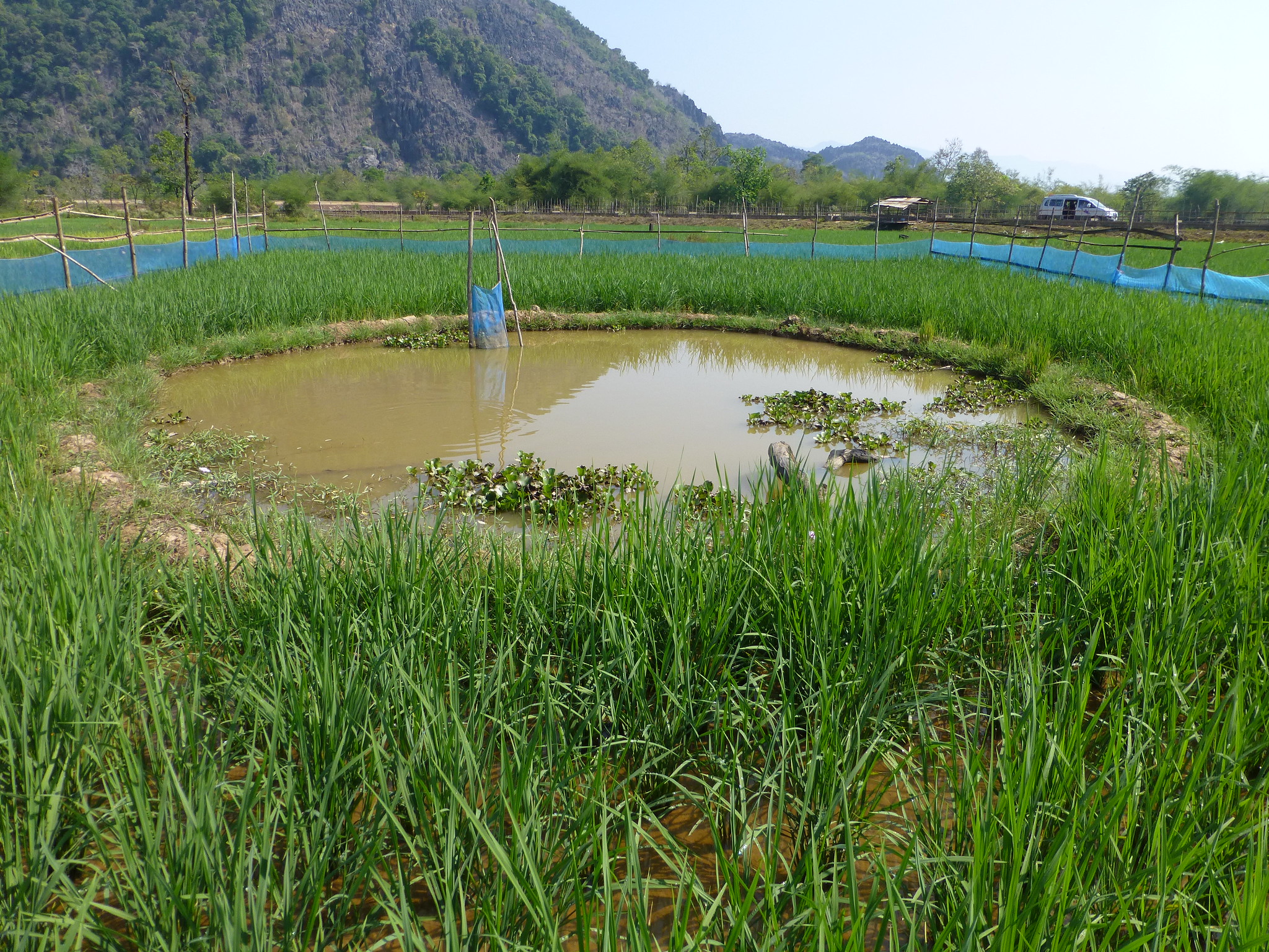 Integrated rice-fish farming system in Laos. Photo by Jharendu Pant.