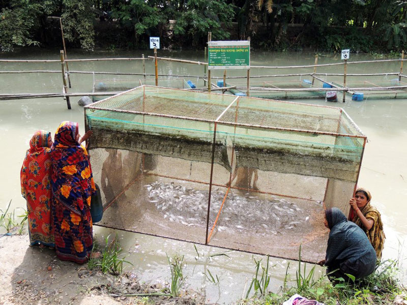 Women are diverse, critical actors in Bangladesh’s farmed fish production