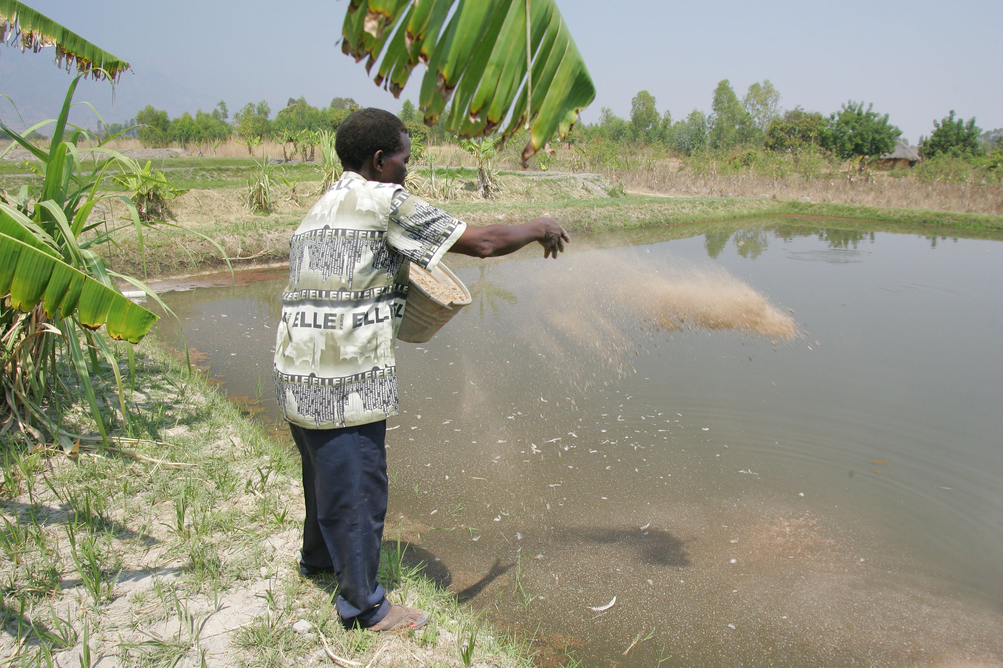 Feeding fish at an integrated pond in Zomba, Malawi. Photo taken by Stevie Mann.