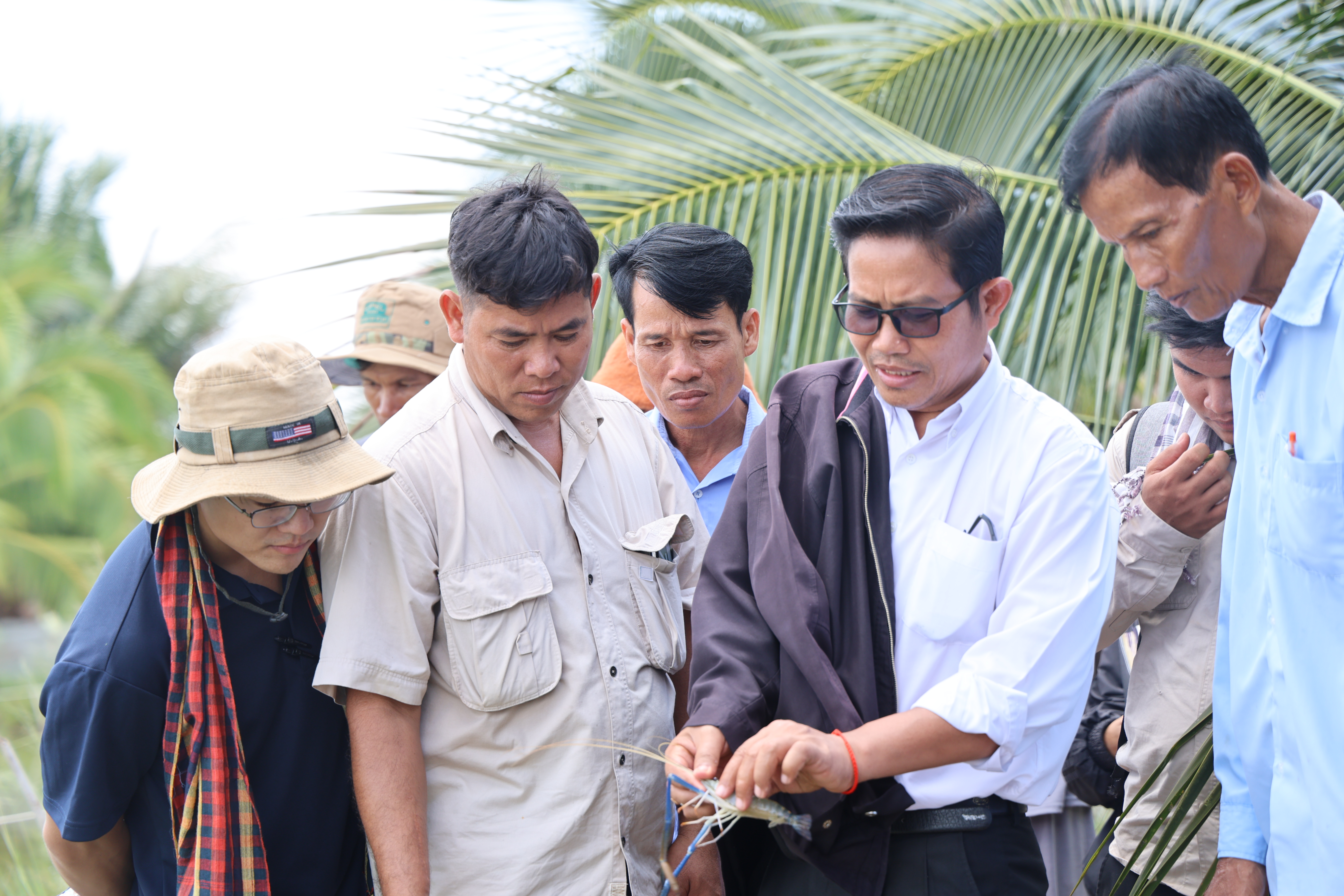 Checking Prawn Health and Growth During the Exchange Visit in Takoe. Photo:EAN Vichet