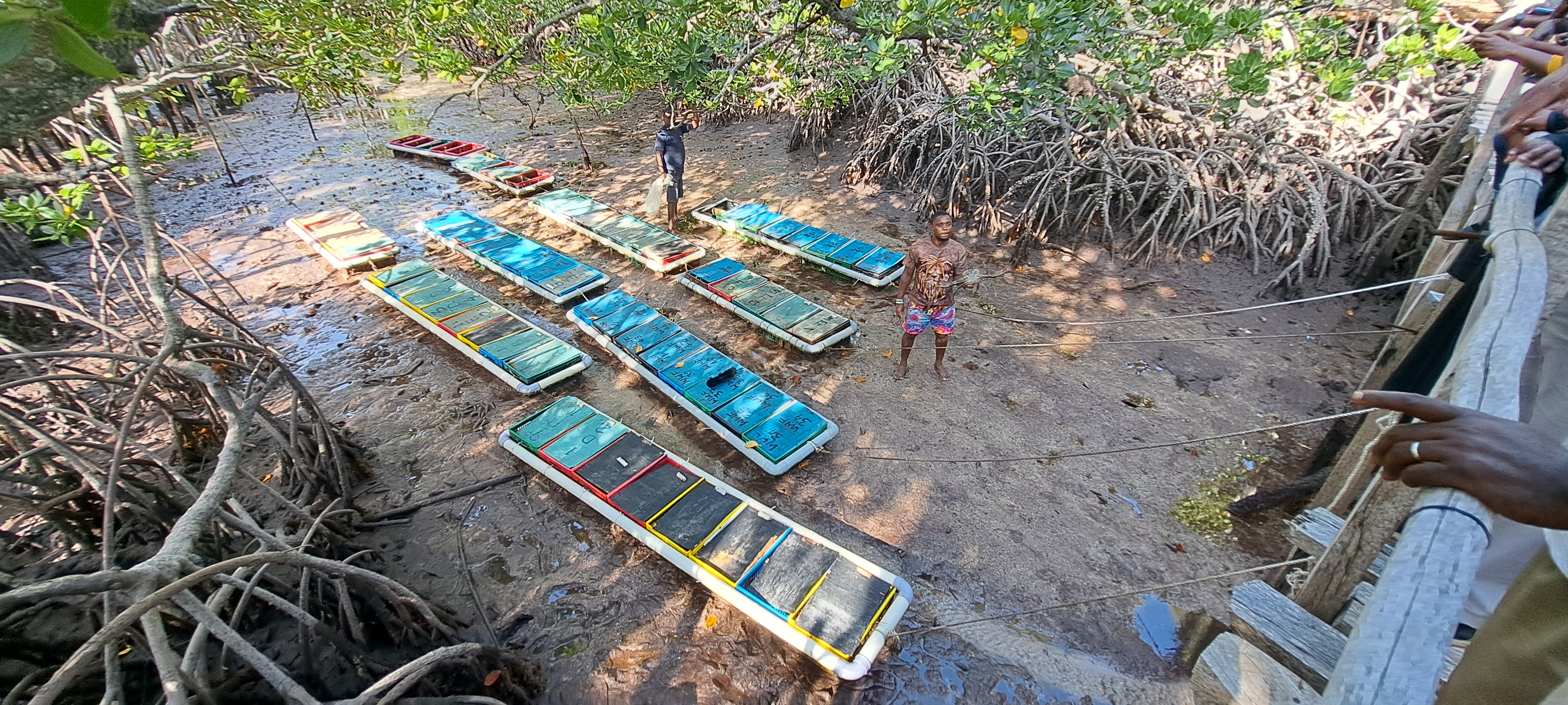 Crab fattening setup at Dabaso creek conservation site 