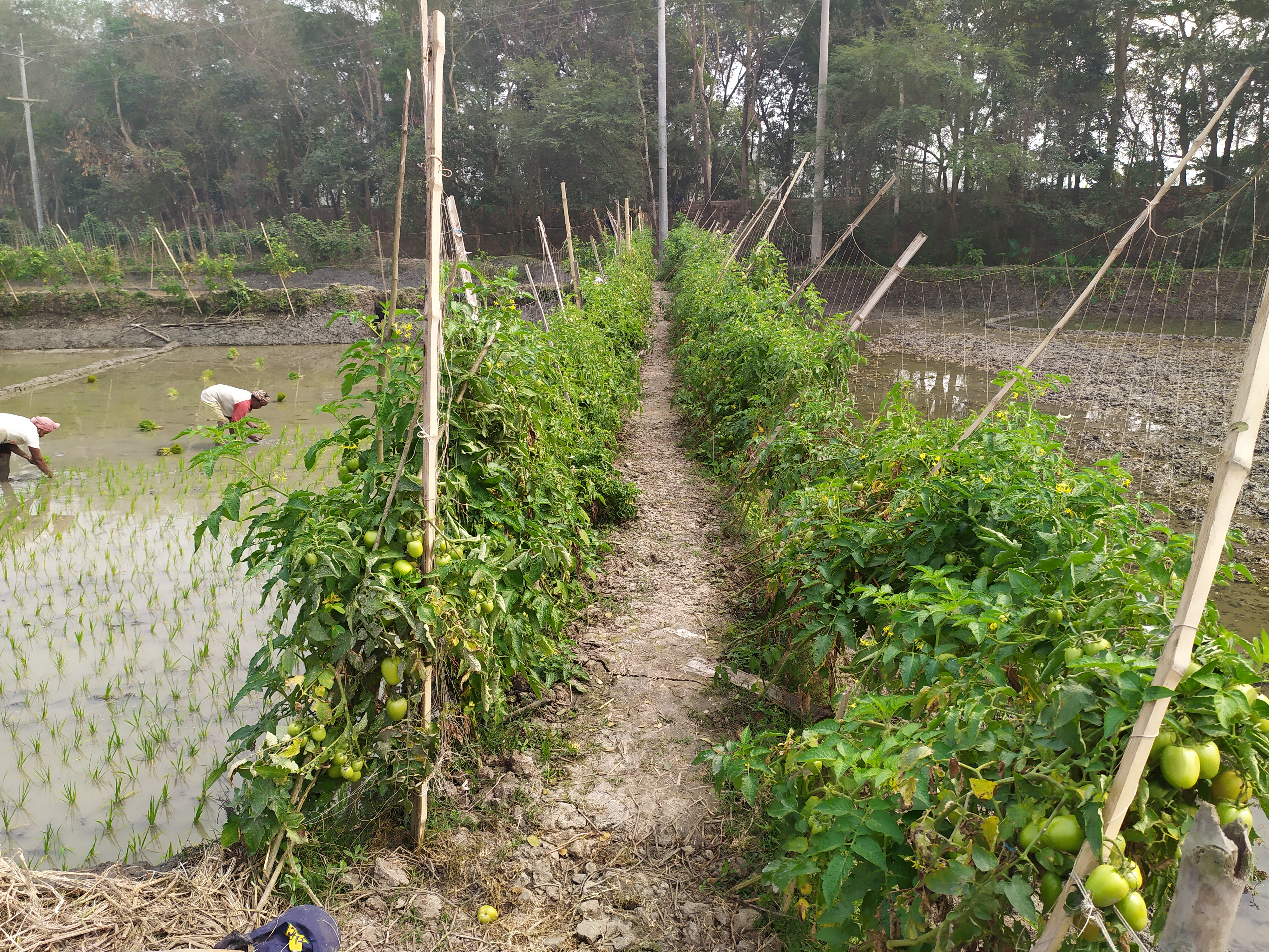 Dyke cropping in Bangladesh 