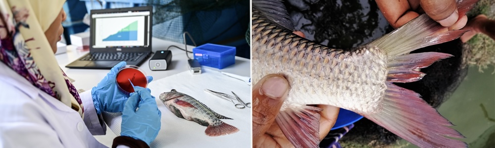 Diagnosing fish Cutting-Edge Aquatic Animal Health 