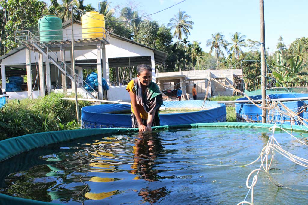 Amelia Da Silva stands at one of her four biofloc ponds in Leohitu village, Timor-Leste, where she farms genetically improved farmed tilapia as part of a farmer cluster supported by the Partnership for Aquaculture Development in Timor-Leste Phase 2 (PADTL2) project. Photo by Carlos Alves Almeida.