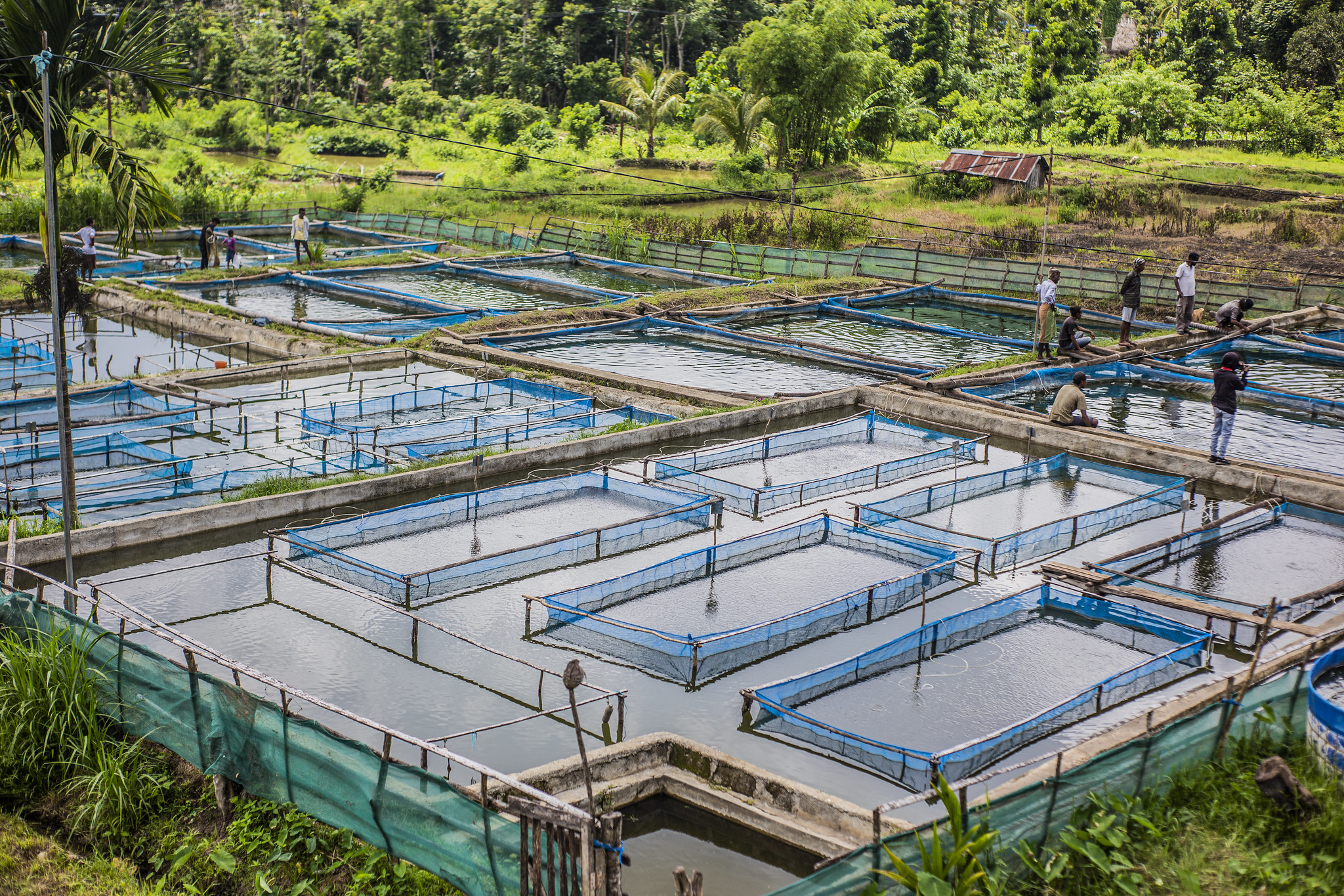 The WorldFish public-private partnership hatchery at Leohitu, Timor-Leste. Photo: Shandy Santos