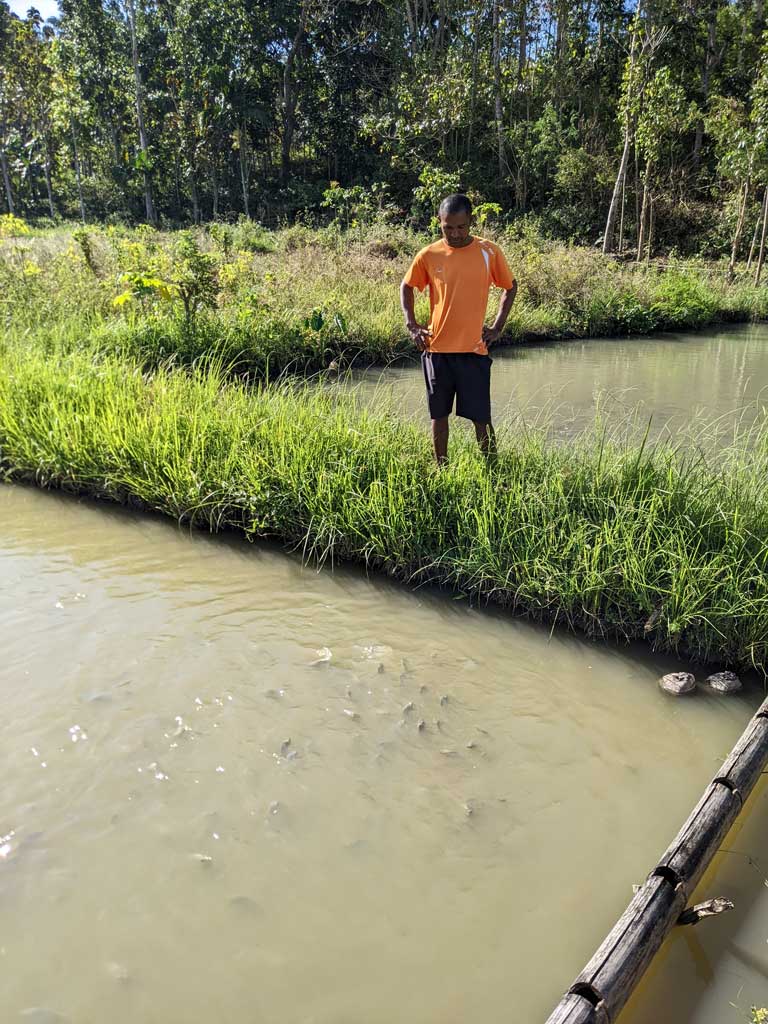 Abrio Pereira at one of his four ponds in Leohitu, Timor-Leste, where he farms genetically improved farmed tilapia with technical advice from the Partnership for Aquaculture Development in Timor-Leste Phase 2 (PADTL2) project. Photo by Kate Bevitt.