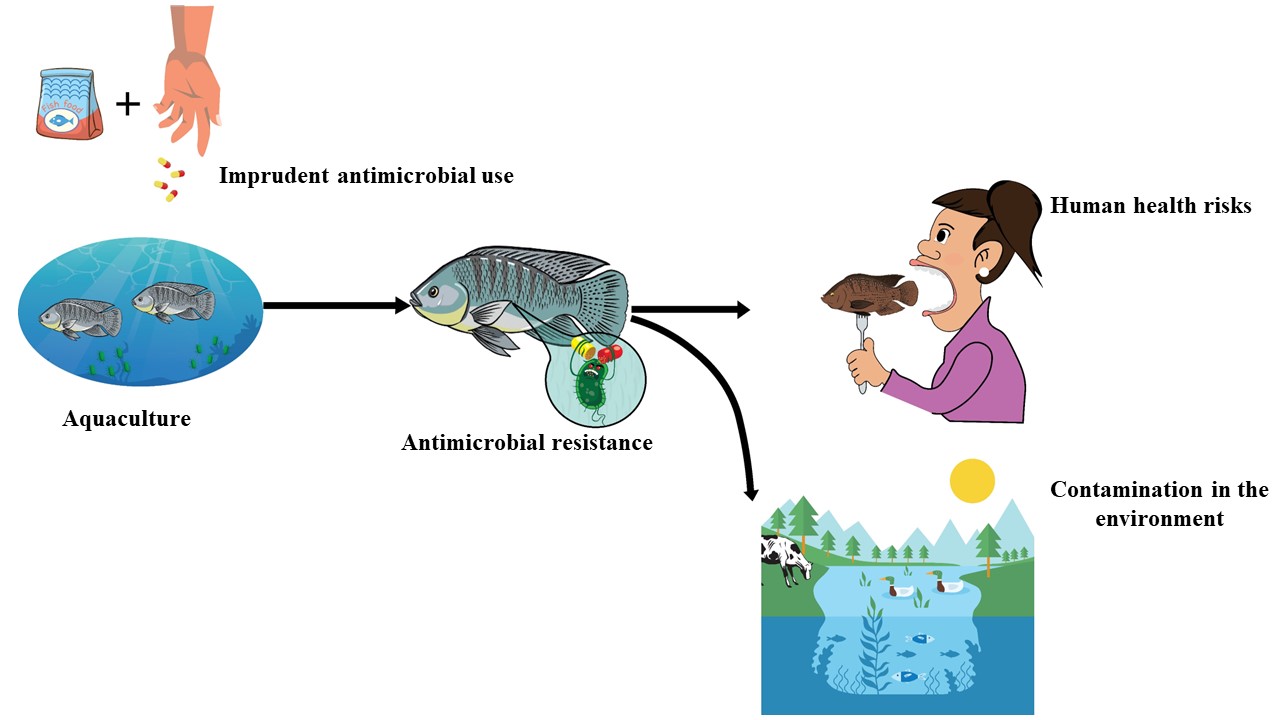 Major pathways of AMR spread from fish farms.