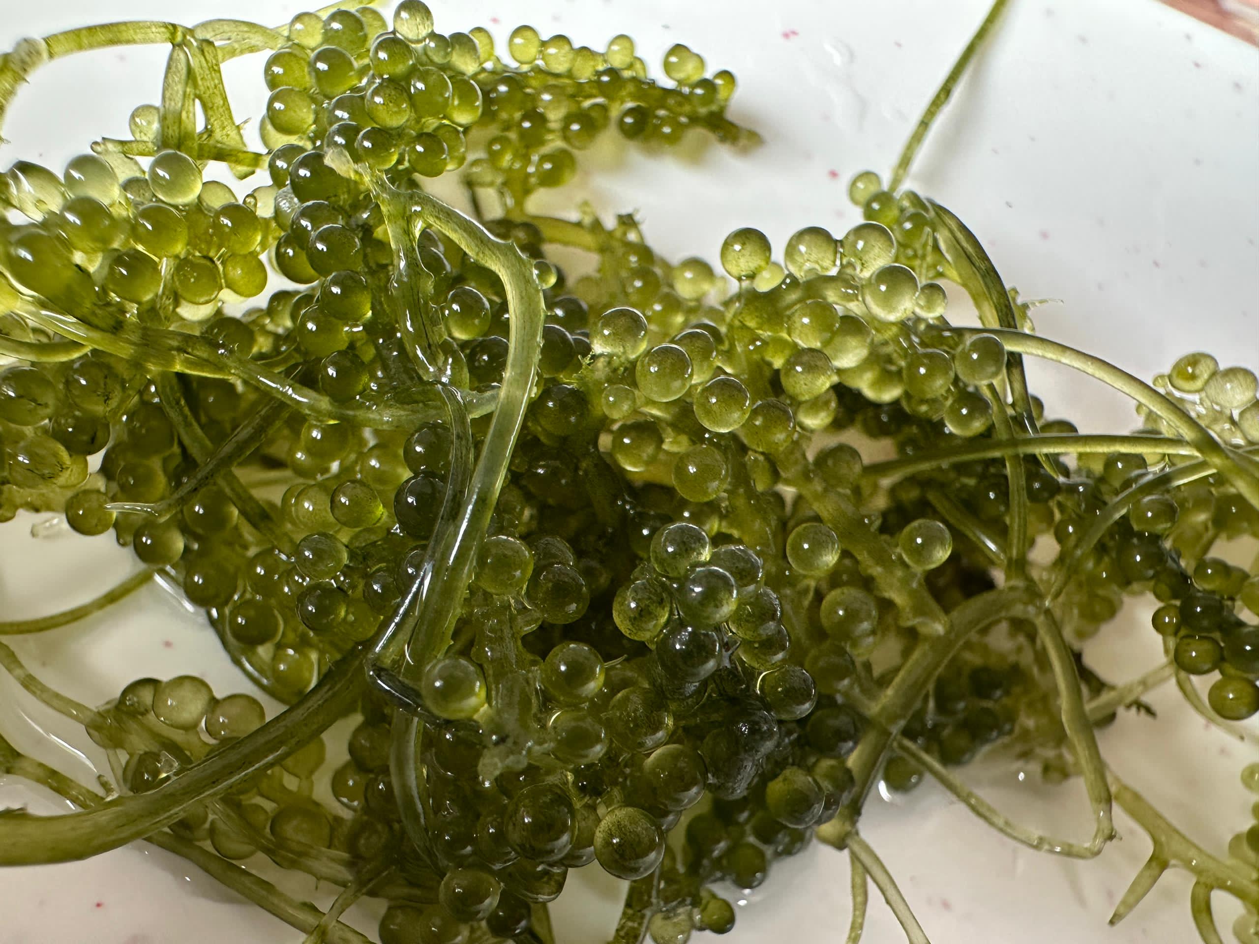 Freshly harvested sea grapes (Caulerpa lentillifera) from the aquaculture farm of aquapreneur Joey Tan.