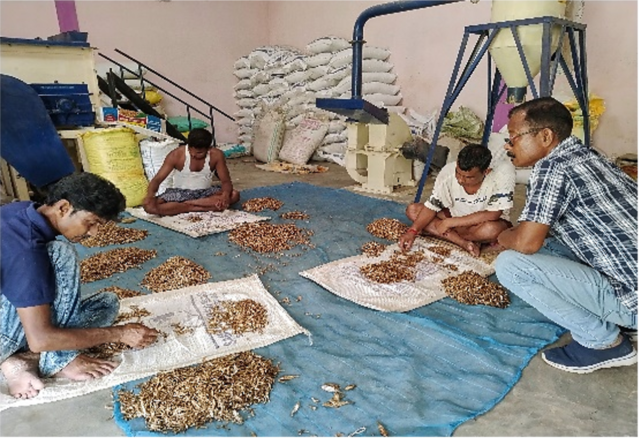 Samaria FPC members while grading their dry fish for the use in their feed mill. Photo by Kashyap Borah, WorldFish.