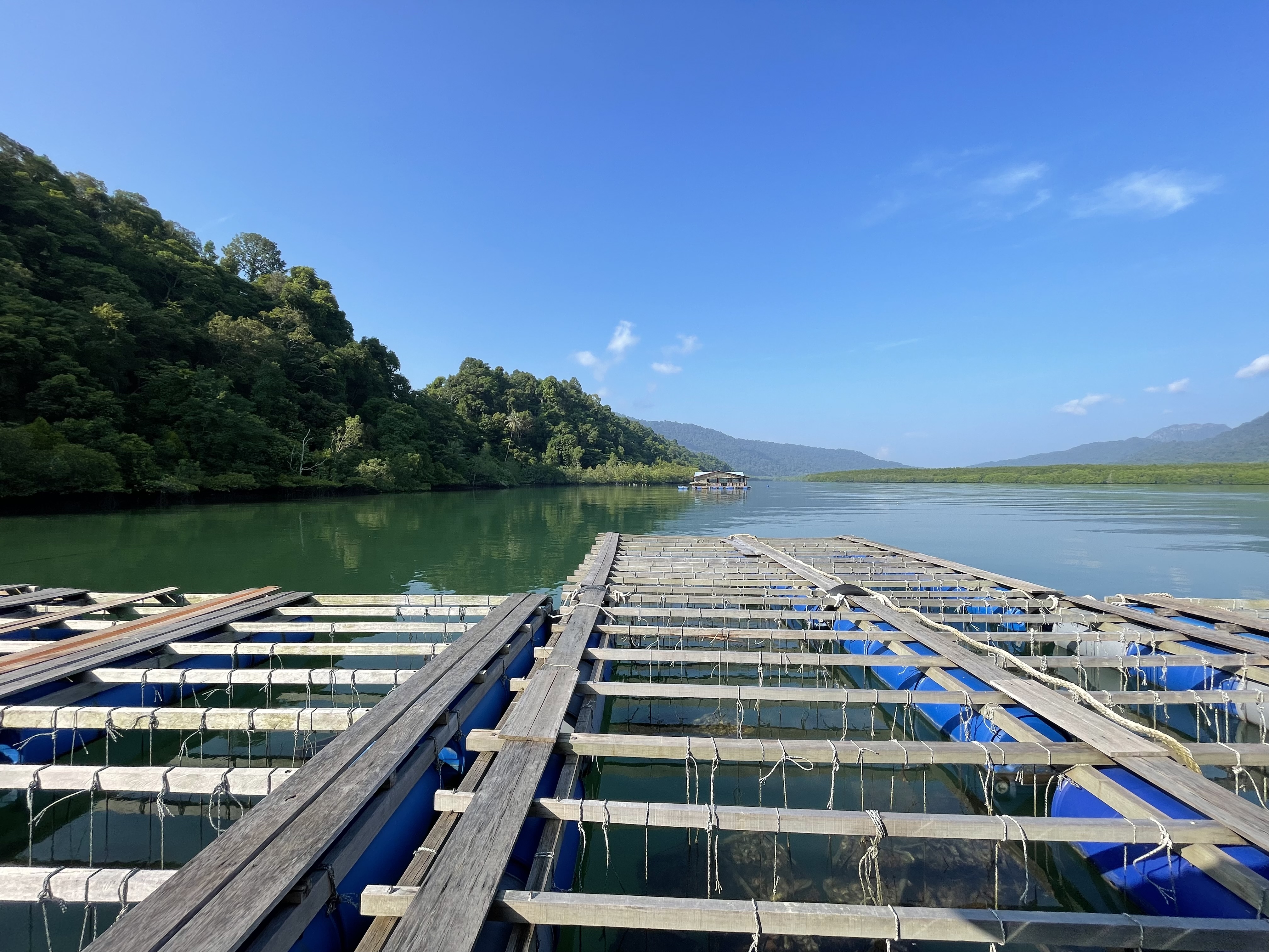 Floating aquaculture cages alongside mangroves in a rich coastal ecosystem of Langkawi, Kedah.