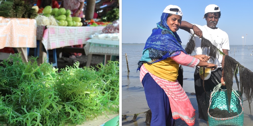 Seaweed harvesting and for sale.