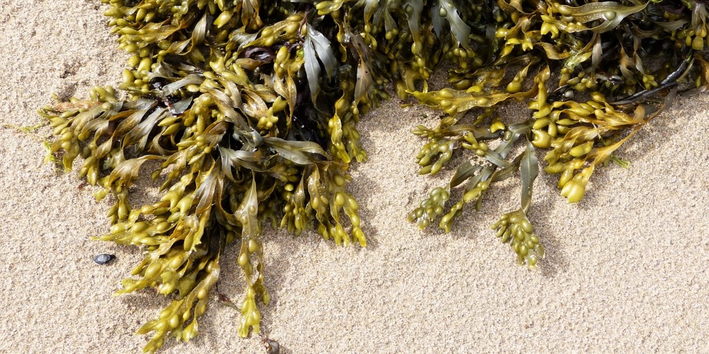 Can seaweed save the planet?
