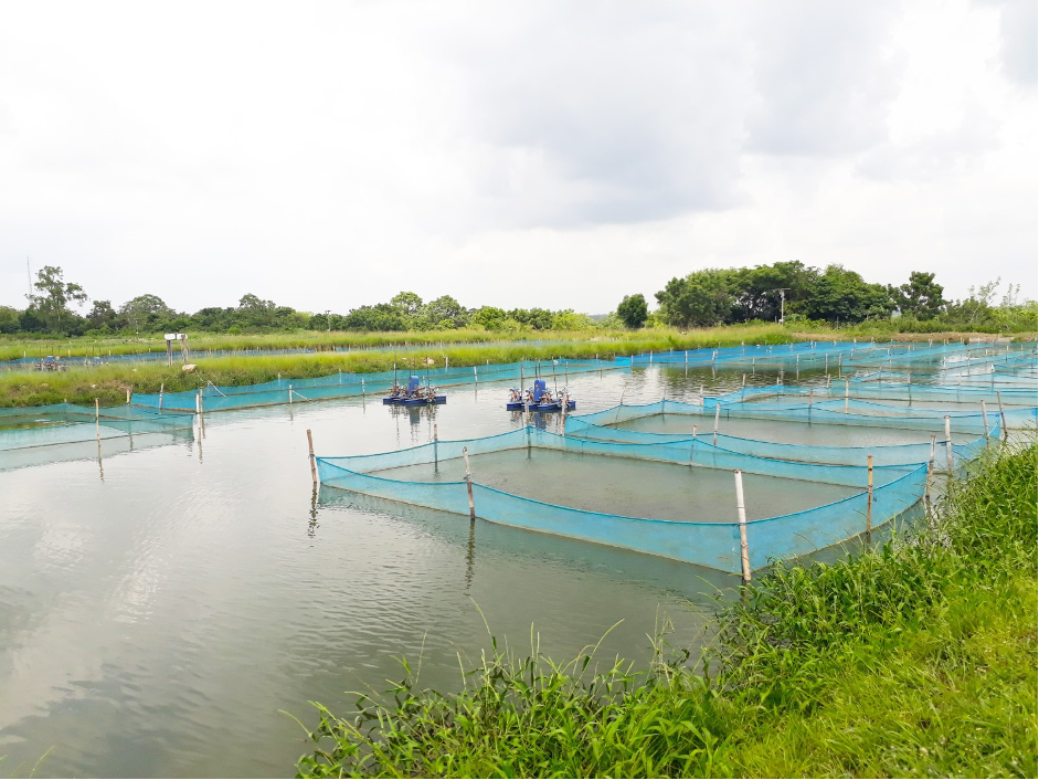 Setting up fish enclosures in an aquaculture pond. Photo by Olaniyi Ajibola. 