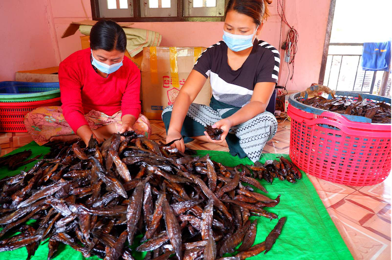 Smoked catfish is graded before it is packaged and transported to markets. Photo by Kyaw Moe Oo.