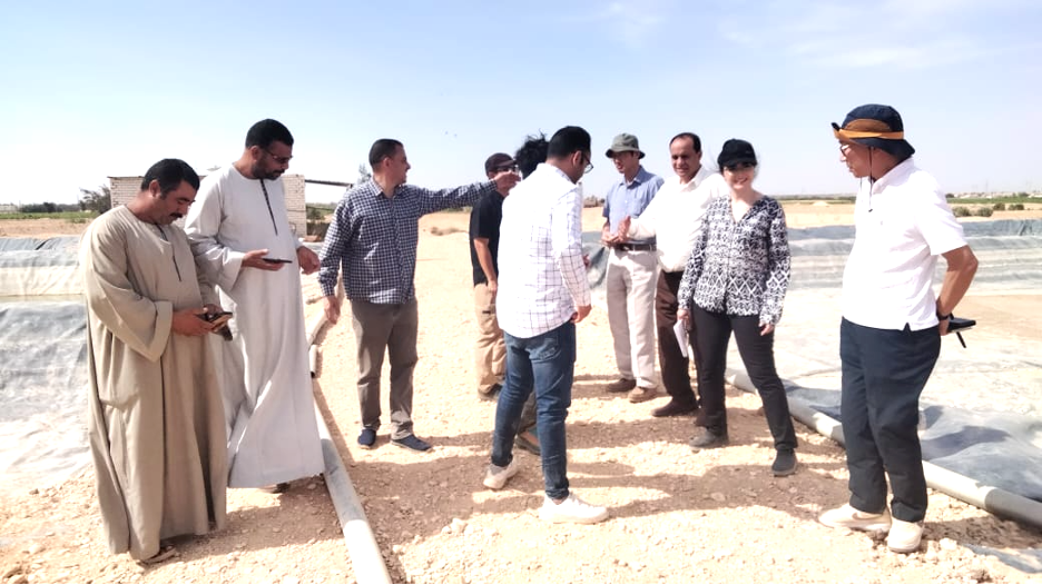 WorldFish visit under F2R-CWANA, to an Integrated Agriculture-Aquaculture (IAA) farm in Mallawi at Mineya governorate, Egypt. Photo by WorldFish – Egypt.