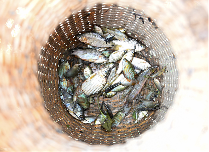 Indigenous small fish species (SIS) constitute 70 percent of fish caught during community fishing. Photo: SK Dubey 