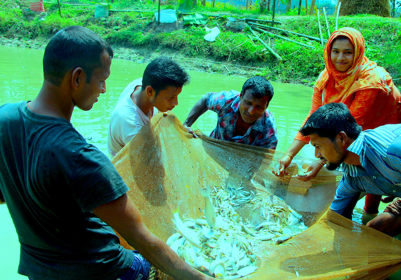 Doli Begum of Sreemangal, Moulvibazar District received training in sustainable aquaculture from the Suchana project, which is contributing to increased production and consumption of nutritious fish and vegetables. Photo: Gopal Chandra/WorldFish  