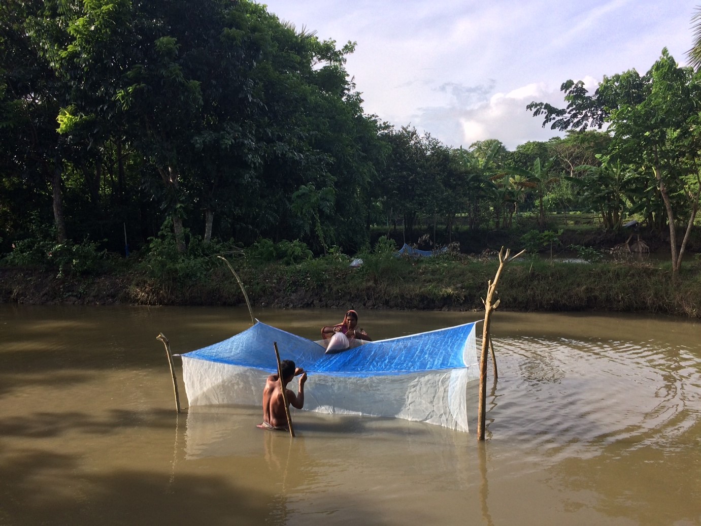 Farmers preparing hapa in Bagerhat, Bangladesh to rear fry based on climate advisories received regarding pond preparation and stocking density. Photo by Harun Or Rashid.