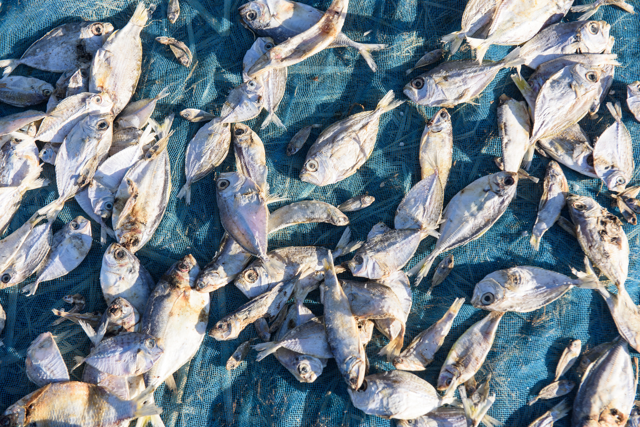 Drying small fish helps preserve its dense nutritional content and prevent loss and waste. Photo by Finn Thilsted
