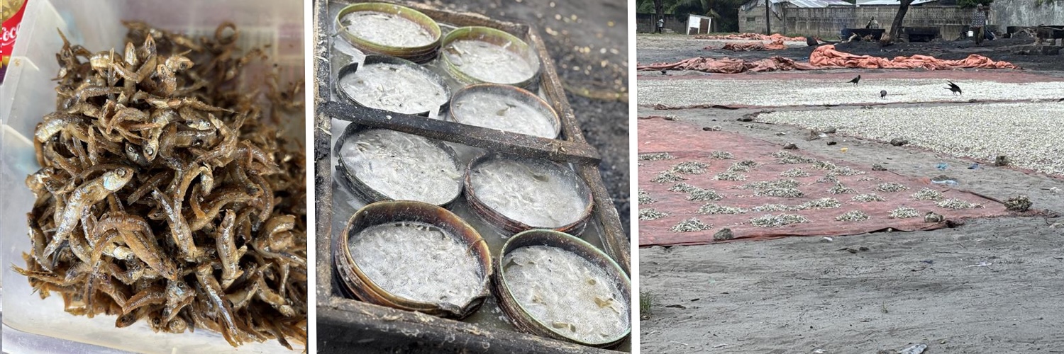 Common dagaa processing methods, including blanching, frying and drying, shaped by market demand and available infrastructure.