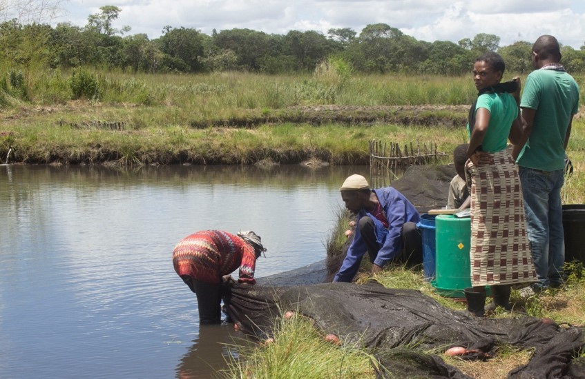 One pond at-a-time: Pond polyculture now possible in Northern Zambia