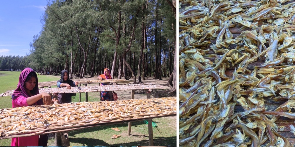 Small pelagic fish being dried in Bangladesh 