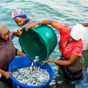 Small pelagic fish processors from Mafia Island, Tanzania, collecting fish from a fishing boat after landing, preparing them for processing and storage. Photo by Festo Lumwe.