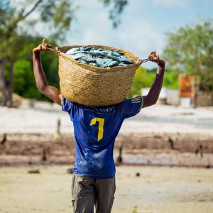 fish is transported for packaging before being transported to markets. Photo by Festo Lumwe