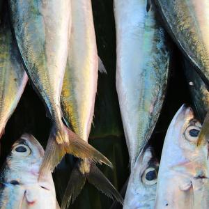 Locally caught fish at a roadside stall in Dili, Timor-Leste. Photo by Holly Holmes