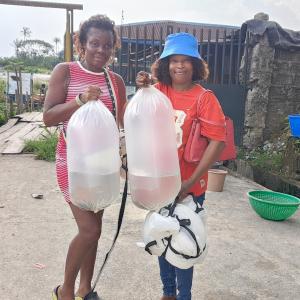 GIFT tilapia farmers nigeria