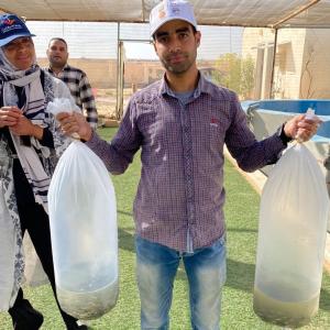Delivery of 10,000 mixed-sex Abbassa strain tilapia fingerlings to the Applied Research Centre hatchery in in Matrouh. Photo by Ashraf Khairy, Research Assistant, WorldFish, Egypt.jpg
